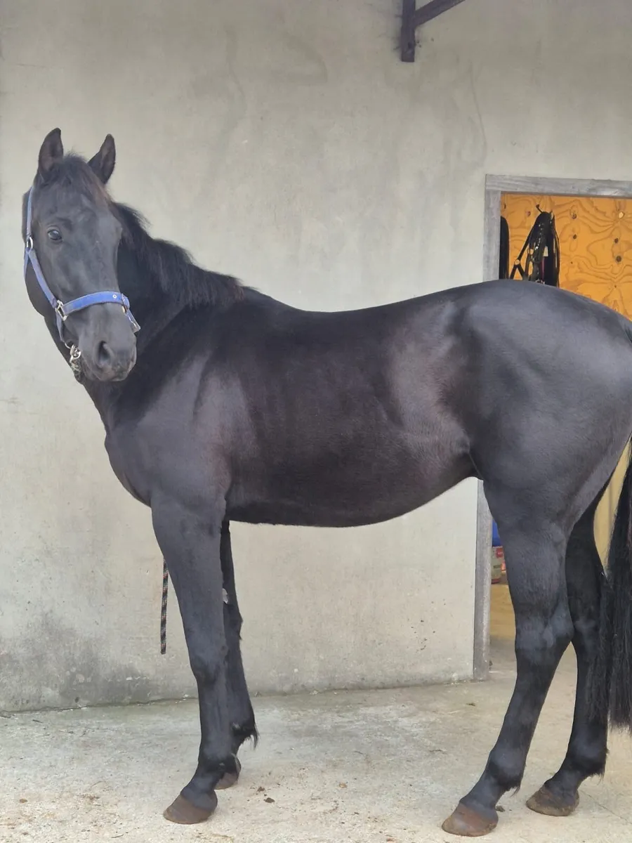 Beautiful 3Yr old Gelding for sale - Image 2