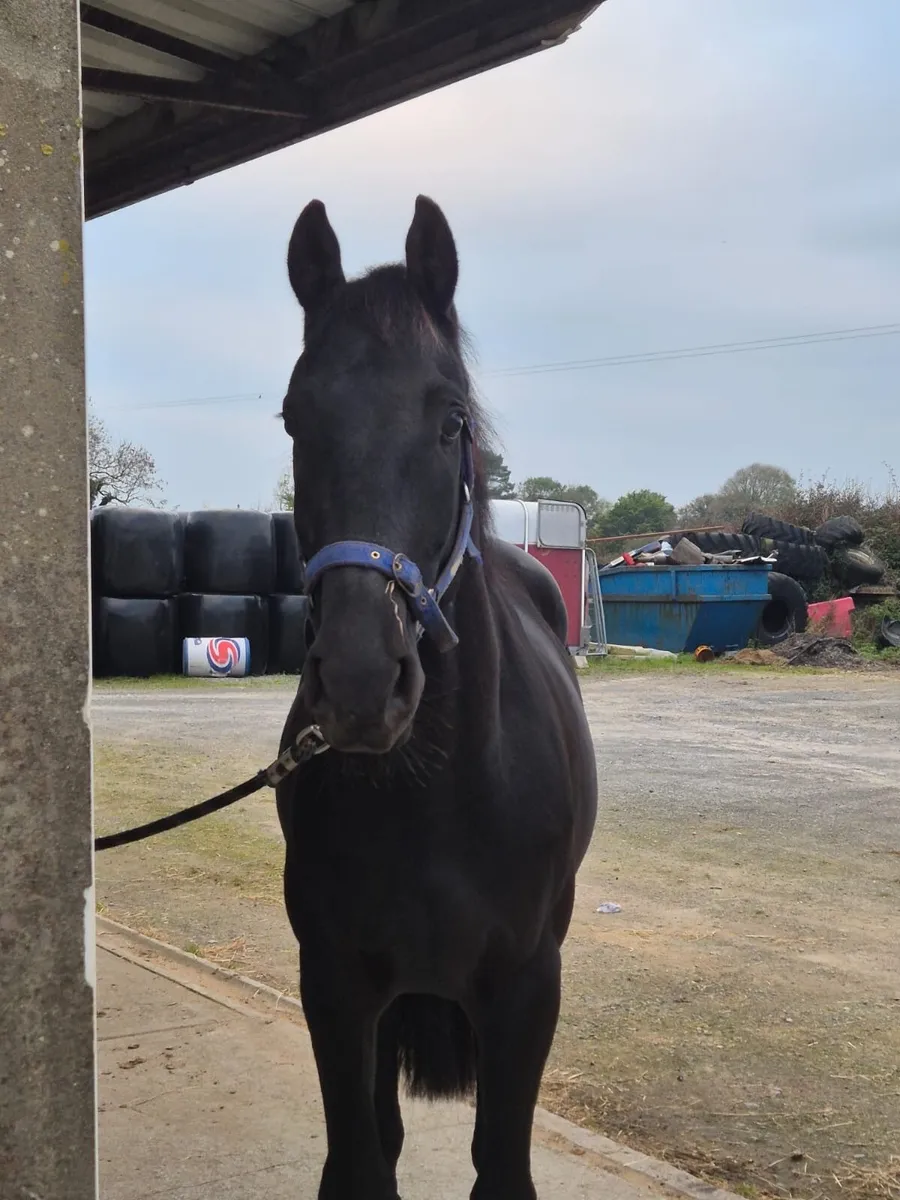 Beautiful 3Yr old Gelding for sale - Image 3