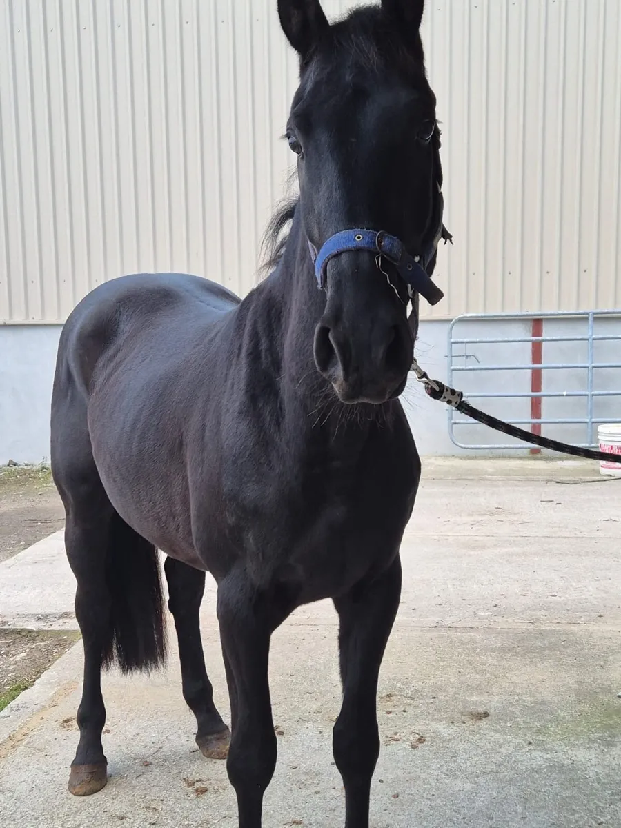 Beautiful 3Yr old Gelding for sale - Image 4