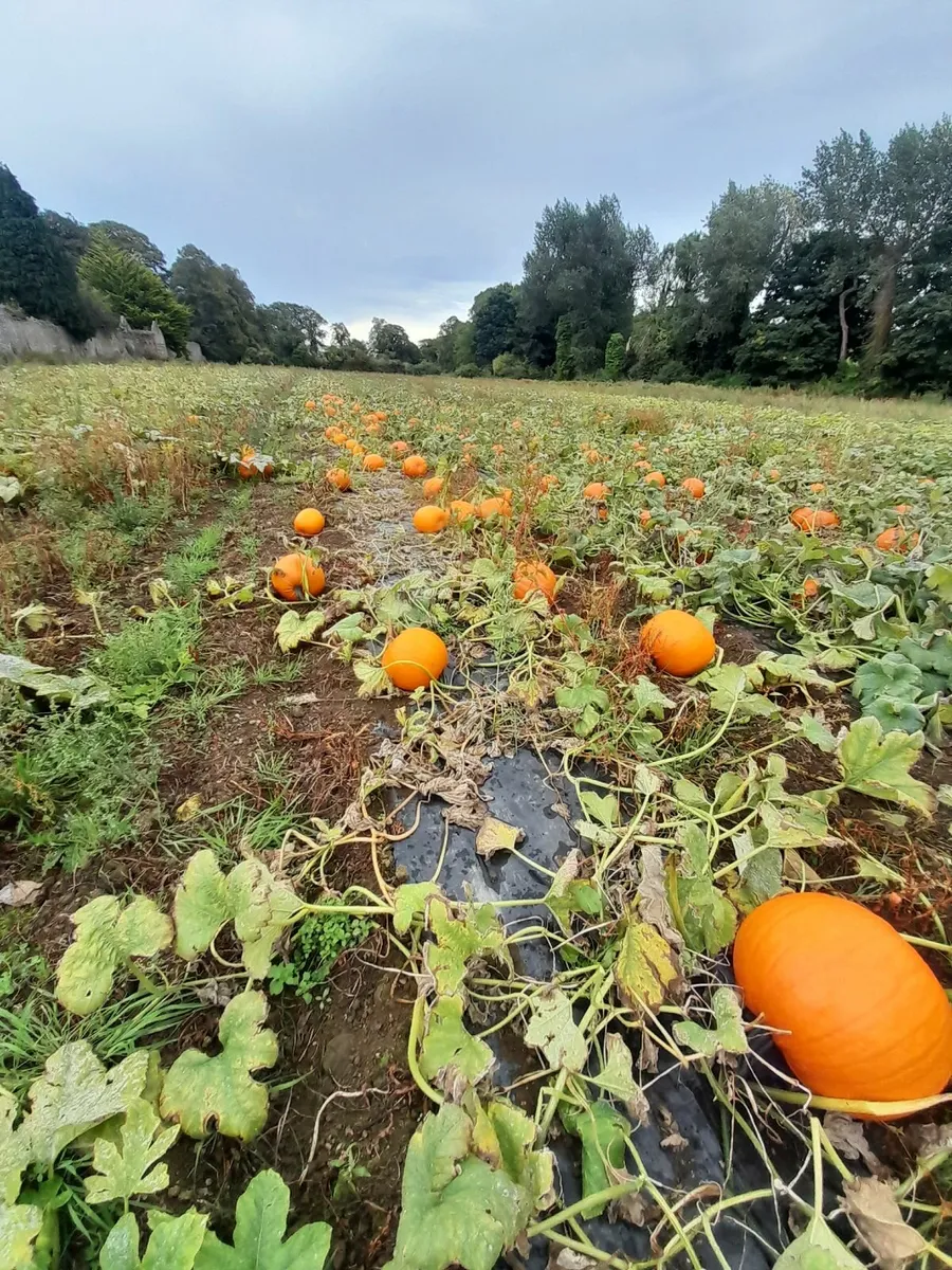 PUMPKINS 🎃  FOR SALE - Image 2