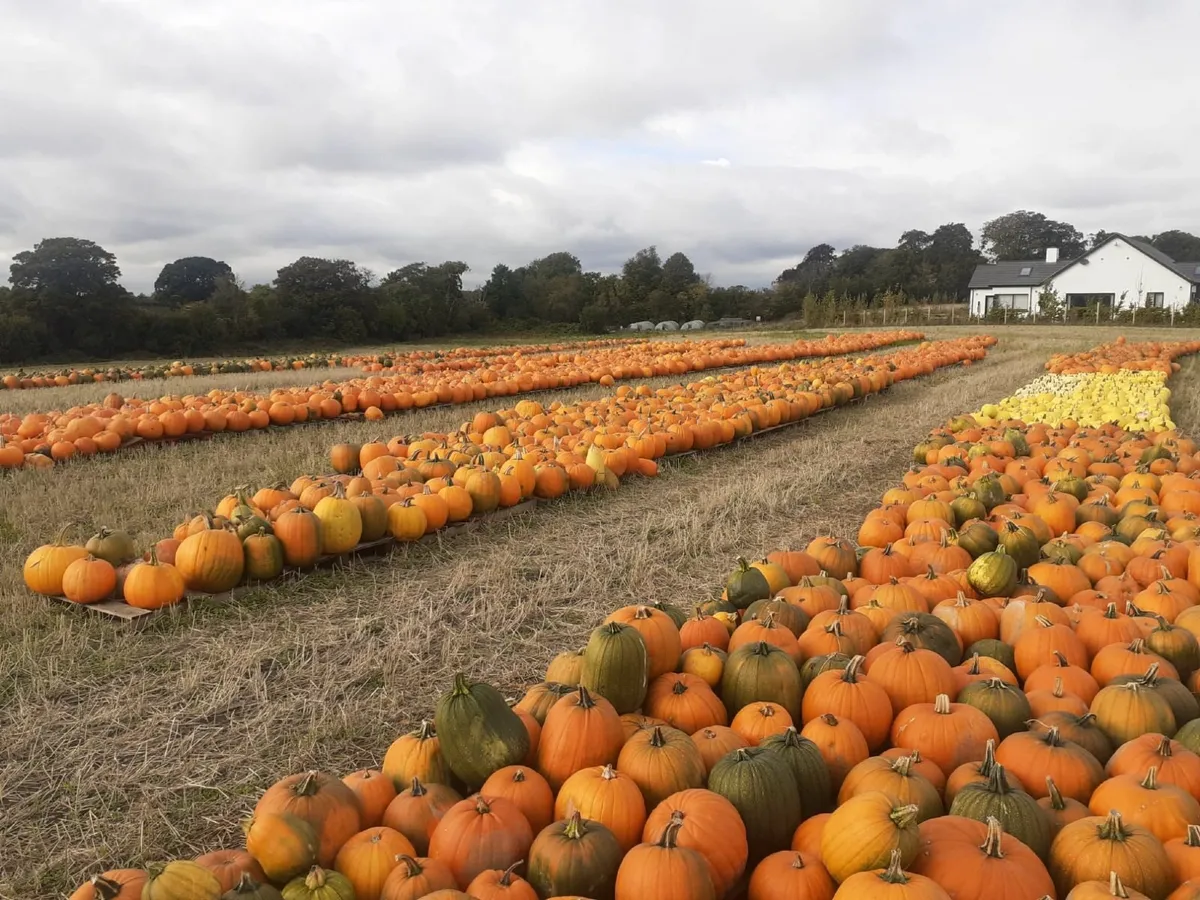 PUMPKINS 🎃  FOR SALE - Image 3