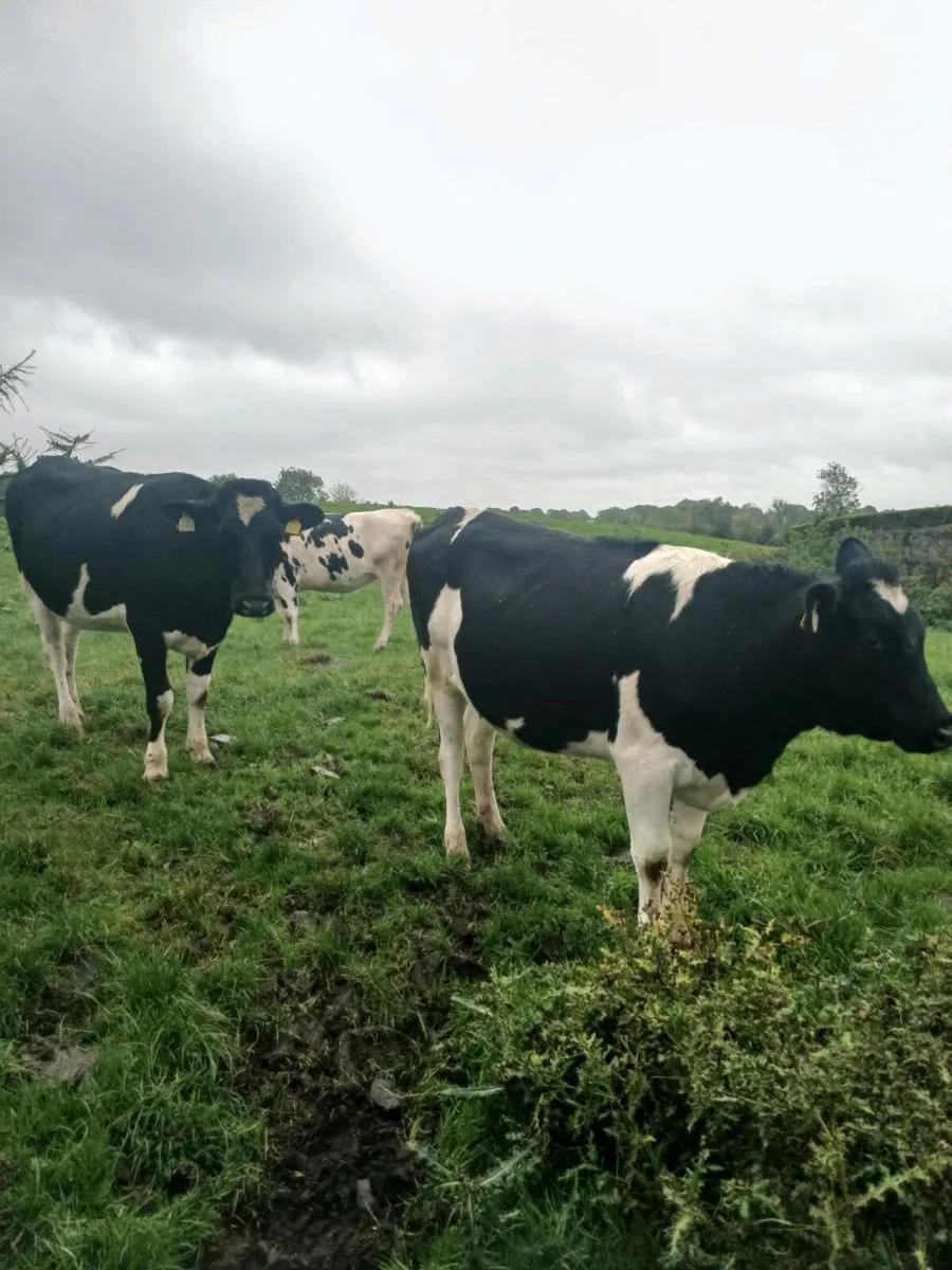 Incalf heifers - Image 1
