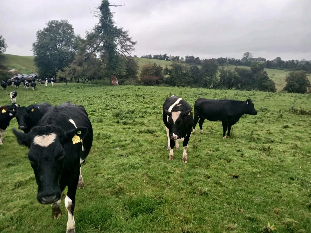 Incalf heifers - Image 2