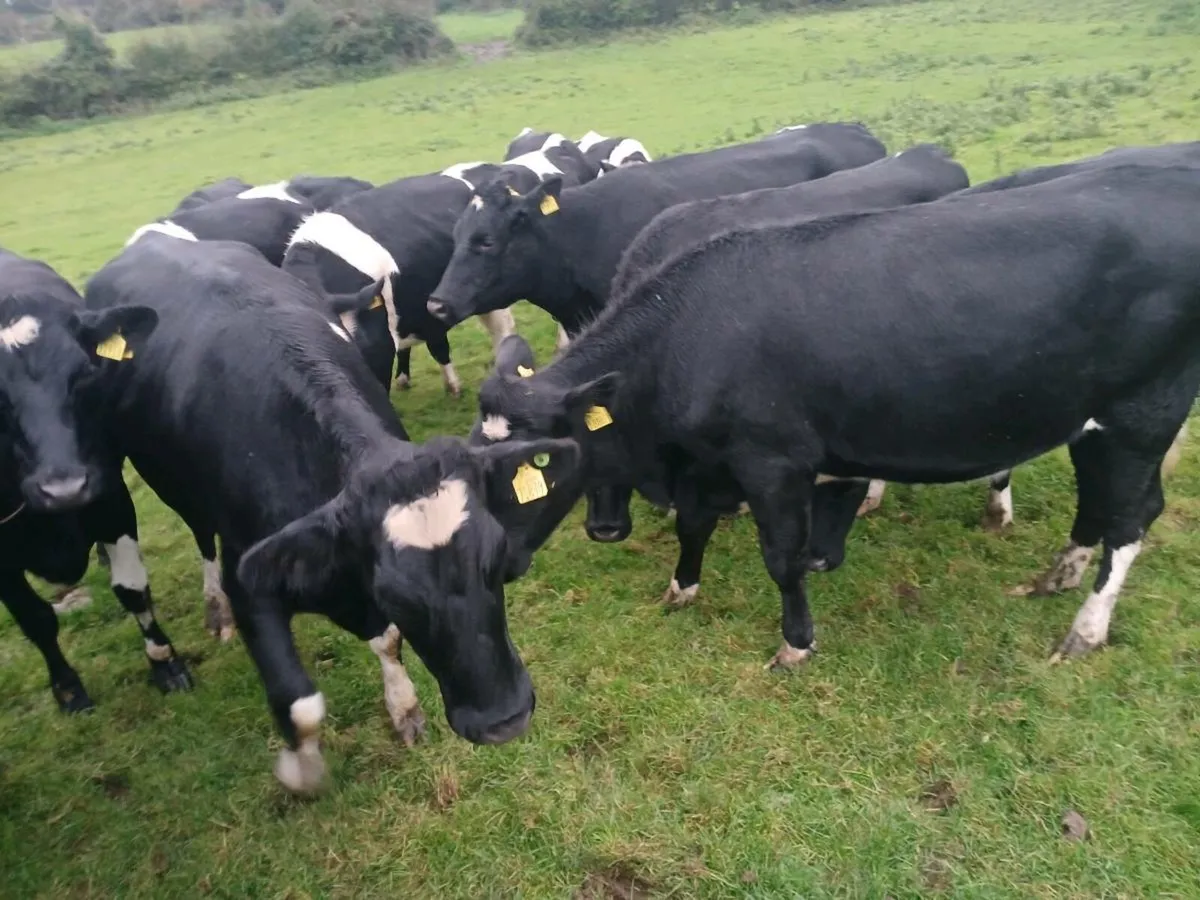 Incalf heifers - Image 3
