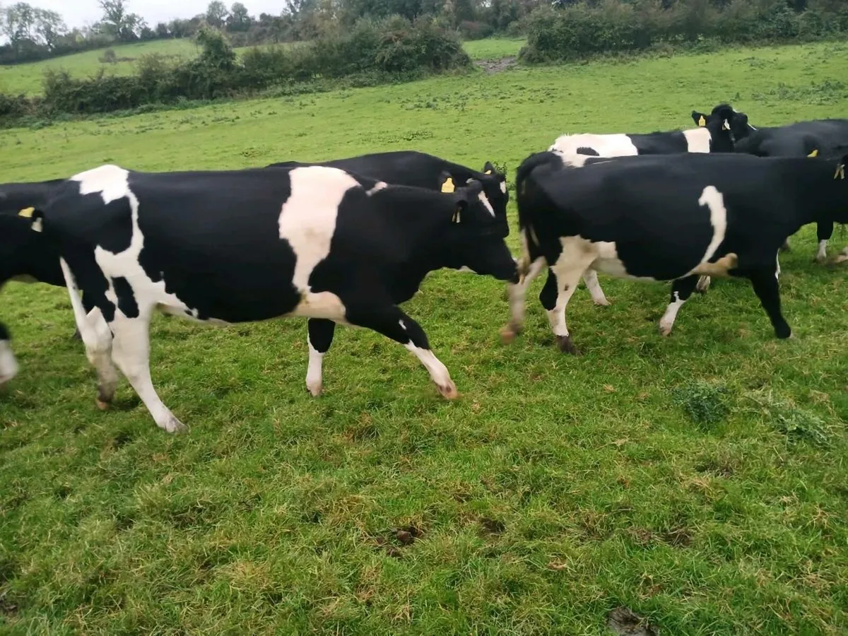 Incalf heifers - Image 4