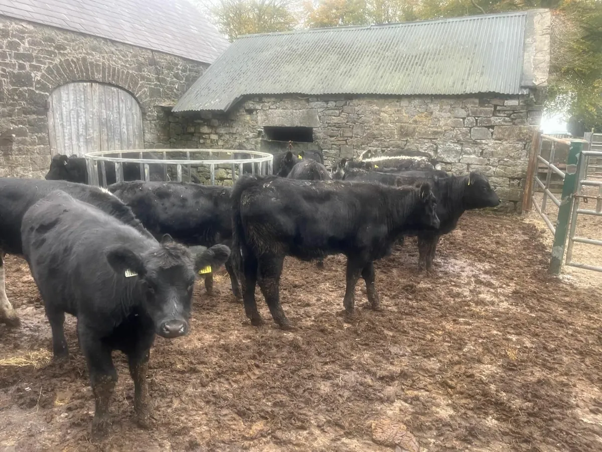 17 AA heifers Organic - Image 1