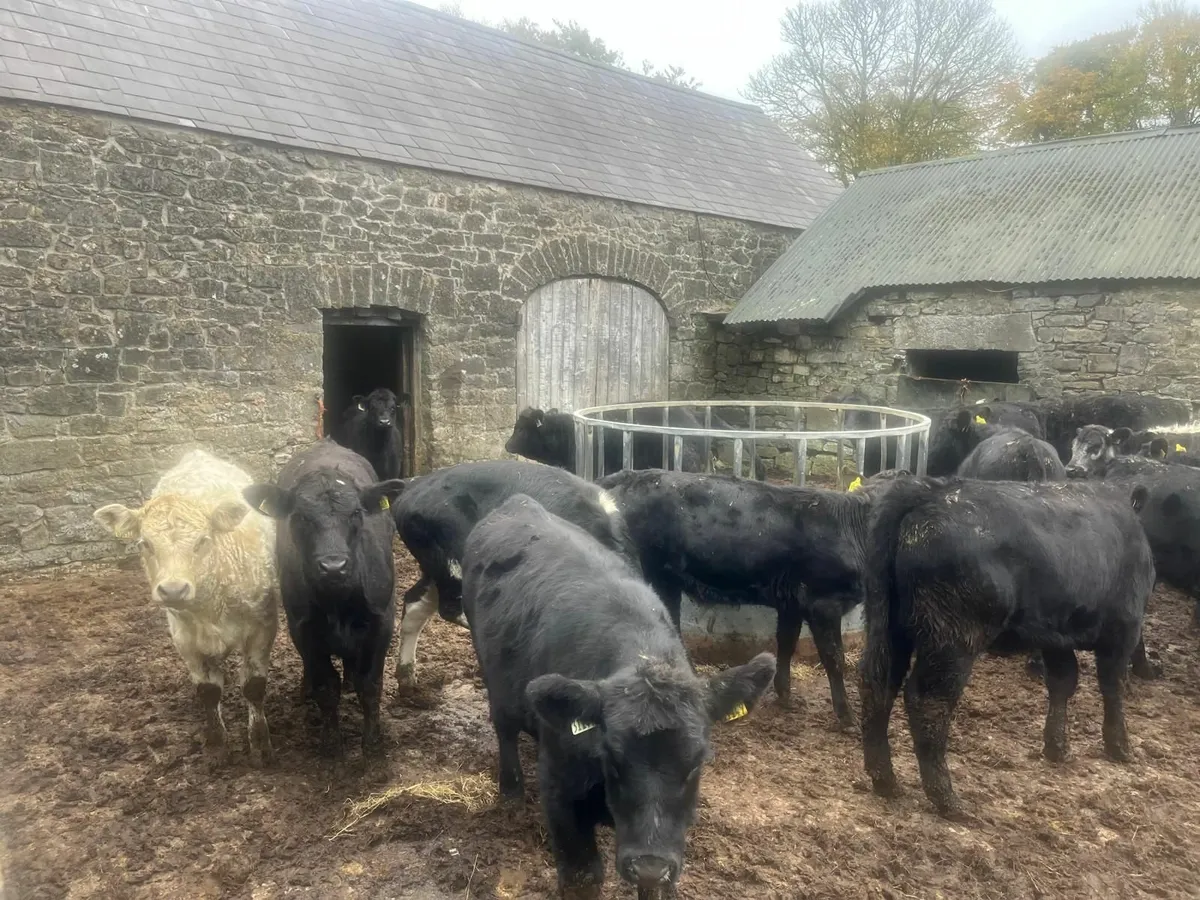 17 AA heifers Organic - Image 2