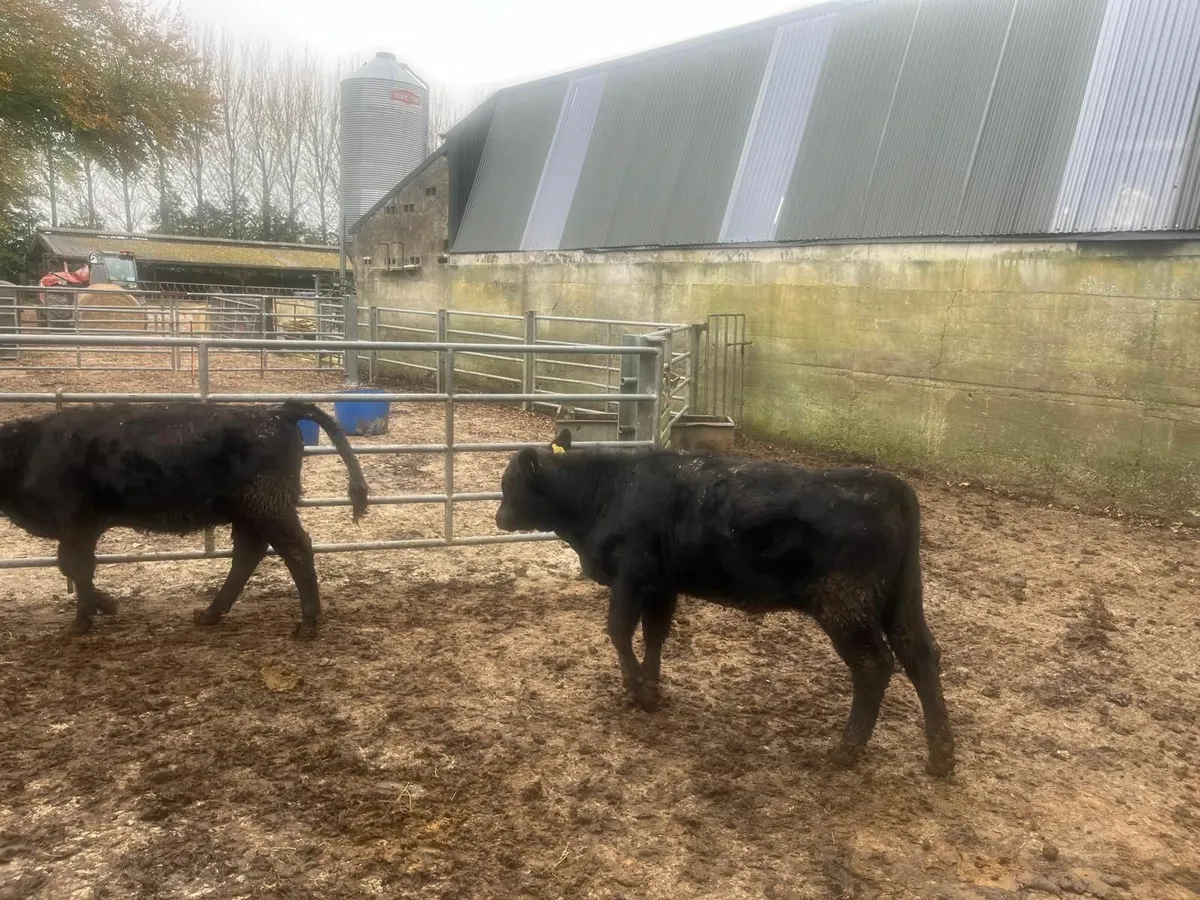 17 AA heifers Organic - Image 3