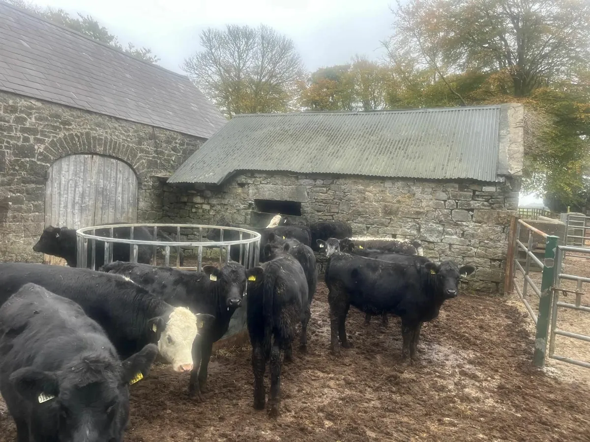 17 AA heifers Organic - Image 4