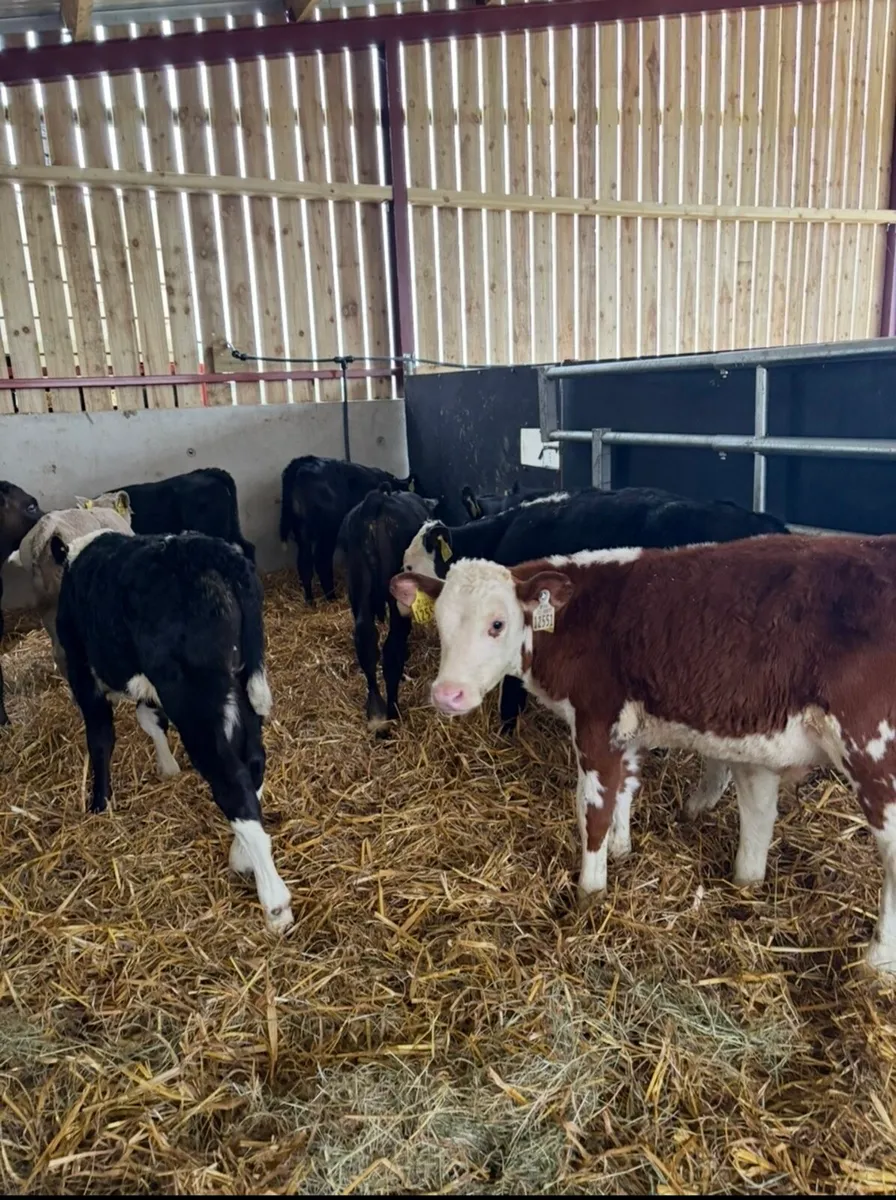 10 super calves for sale - Image 1