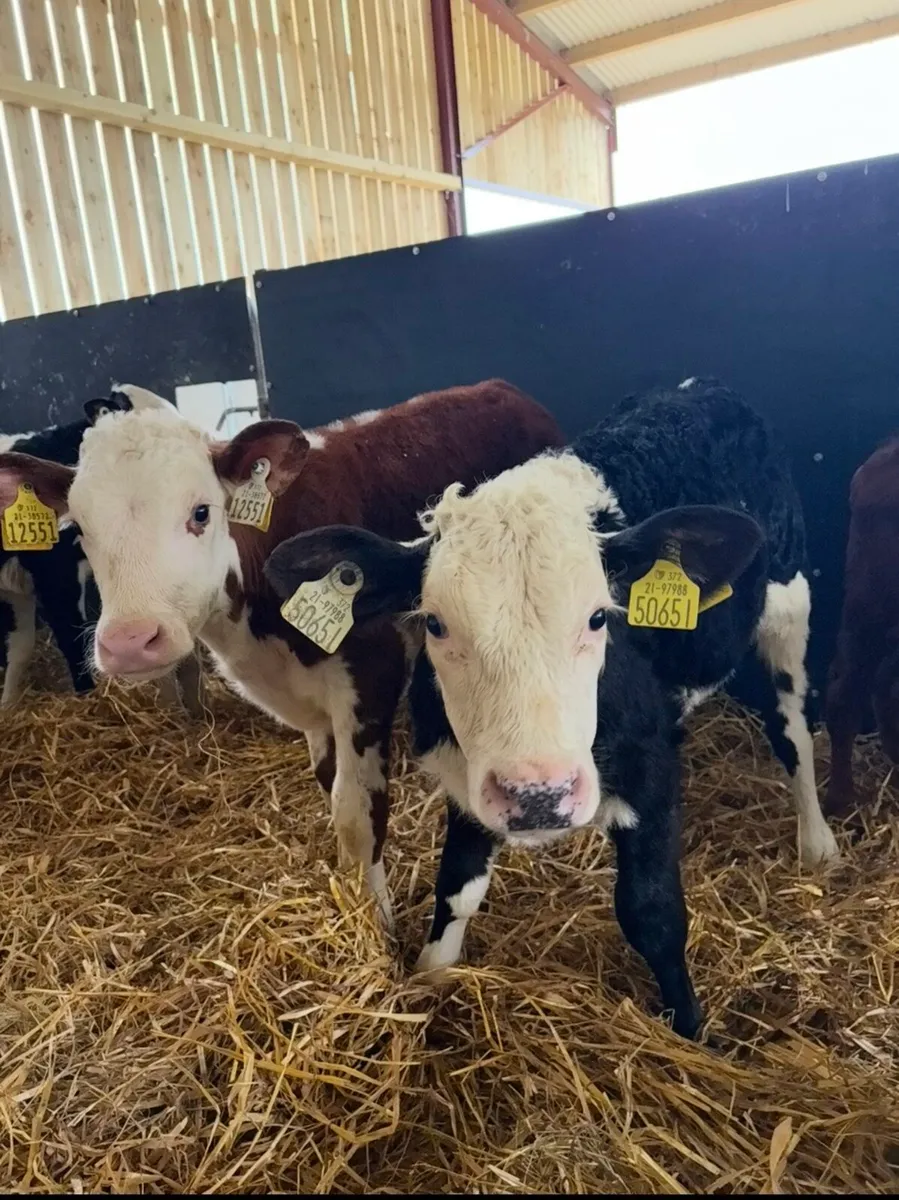 10 super calves for sale - Image 2