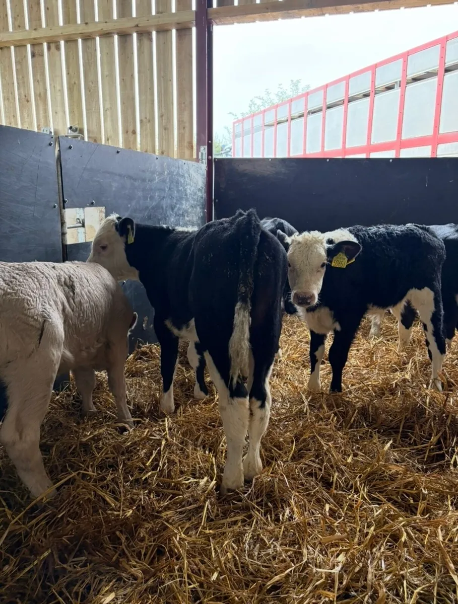 10 super calves for sale - Image 3