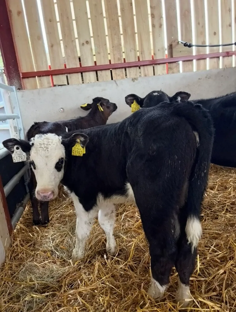 10 super calves for sale - Image 4