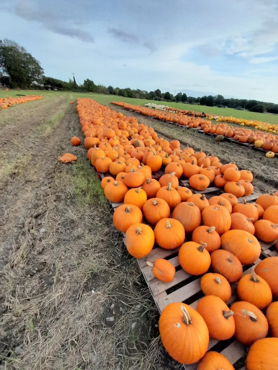 PUMPKINS 🎃  FOR SALE - Image 1