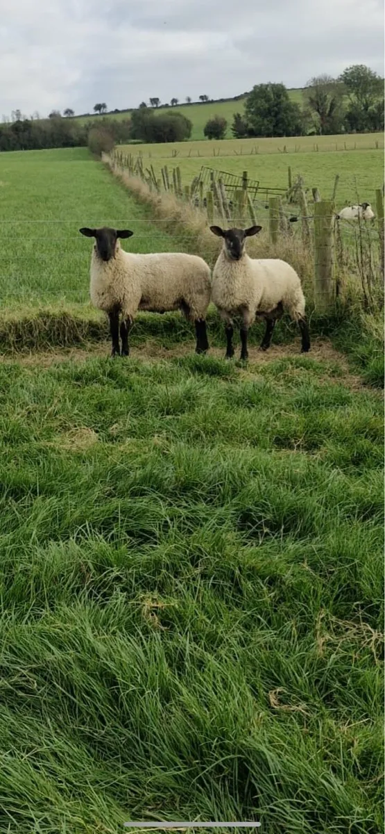 Super Hybrid Lambs - Image 1