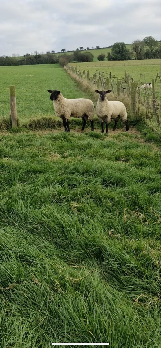 Super Hybrid Lambs - Image 2
