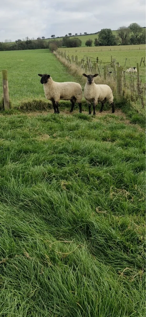 Super Hybrid Lambs - Image 3