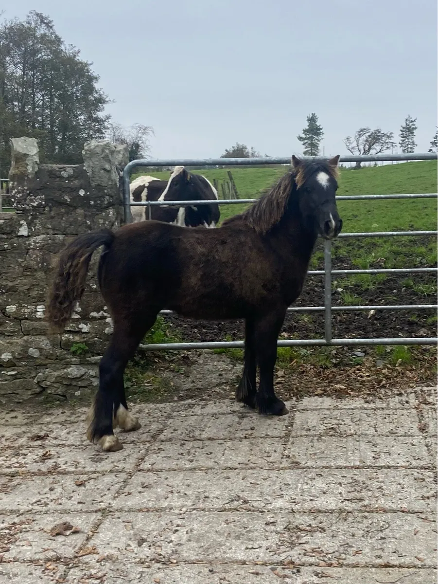 Pony foal to make 12.2 - Image 1