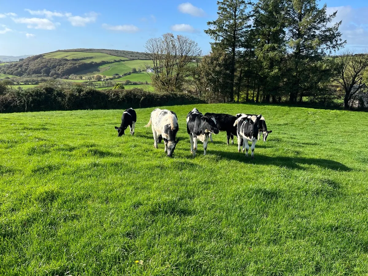 Heifer calves - Image 1