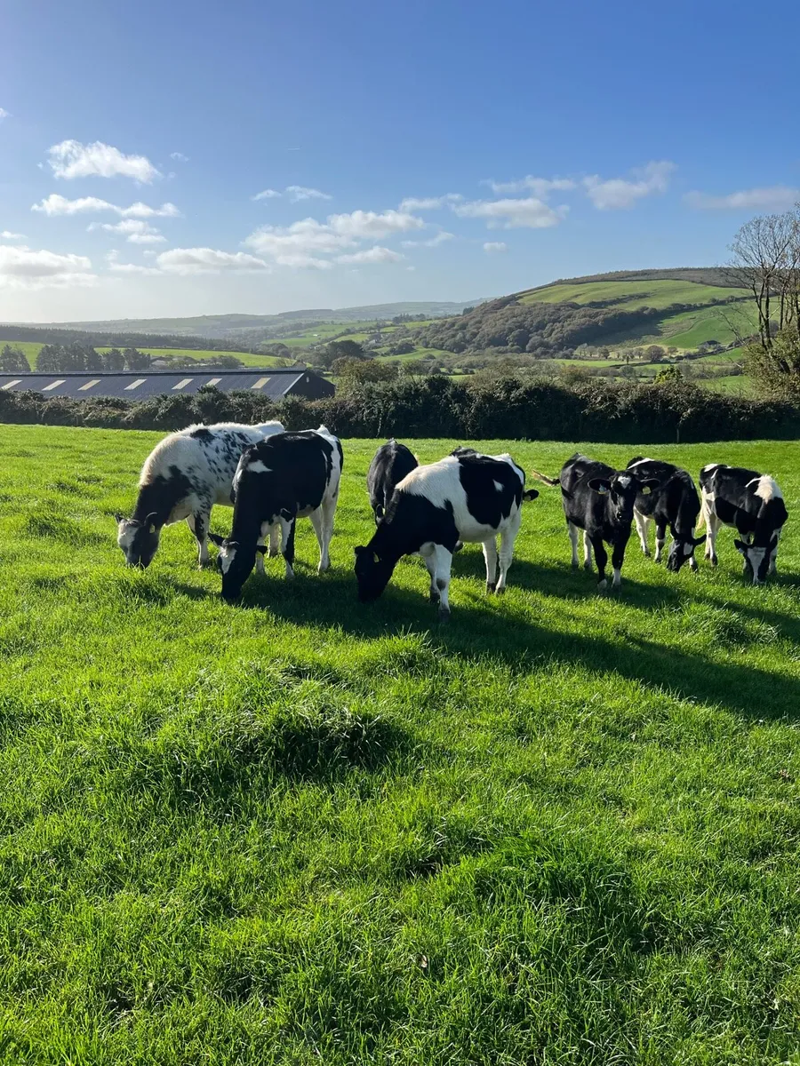 Heifer calves - Image 2