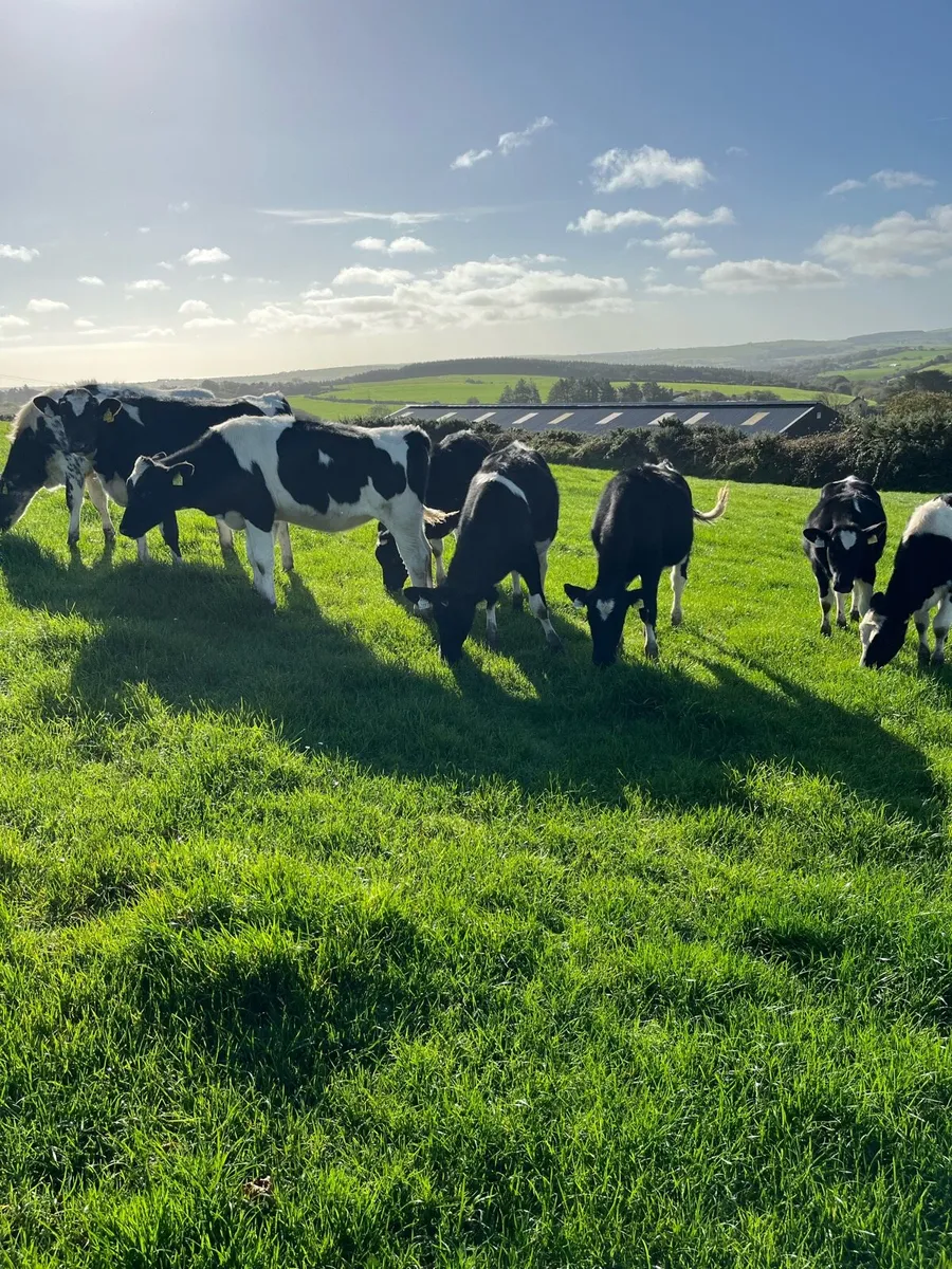 Heifer calves - Image 3