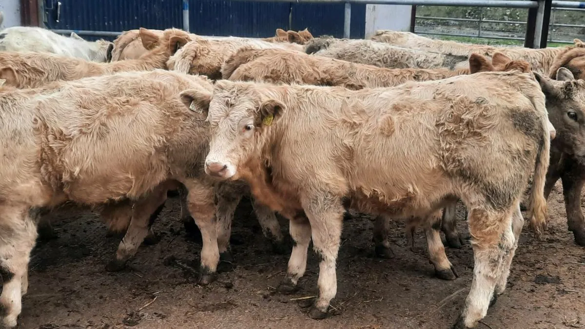 20 Charolais Bull Weanlings - Image 2