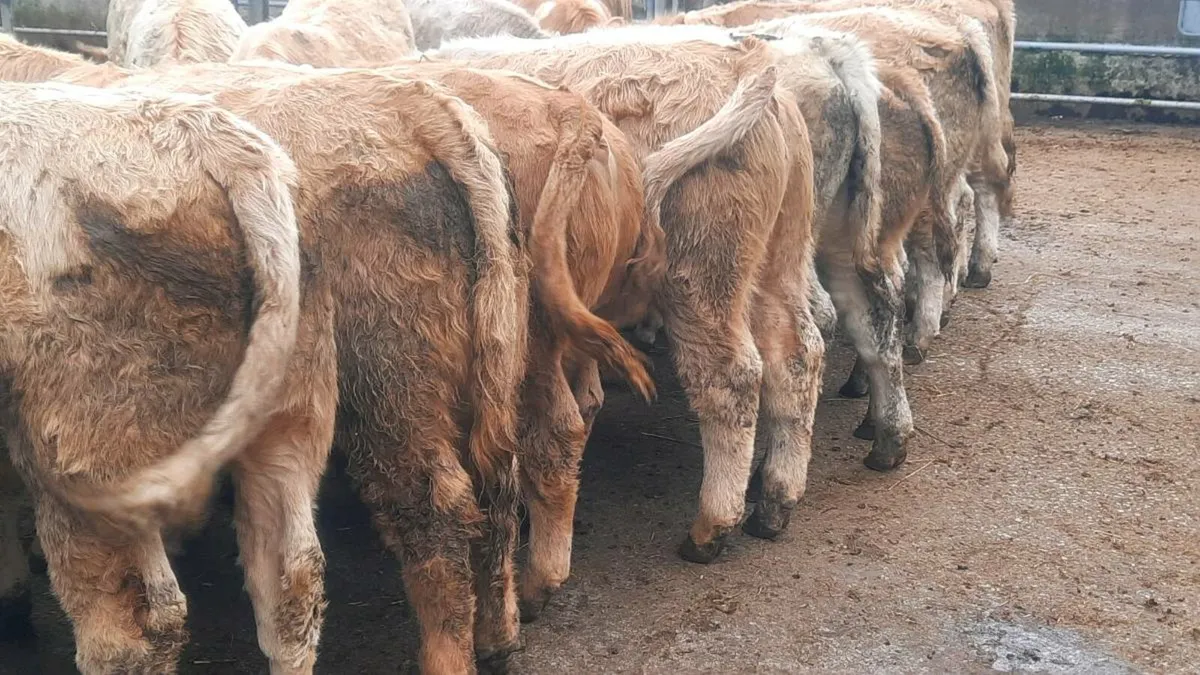 20 Charolais Bull Weanlings - Image 1