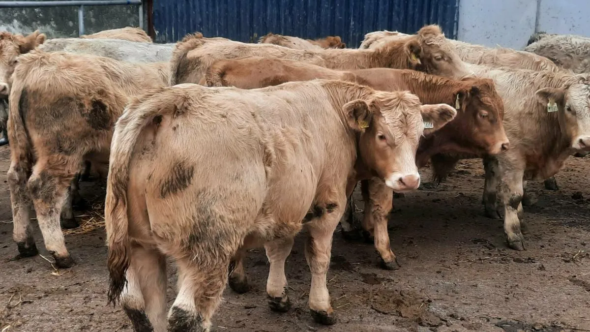 20 Charolais Bull Weanlings - Image 3