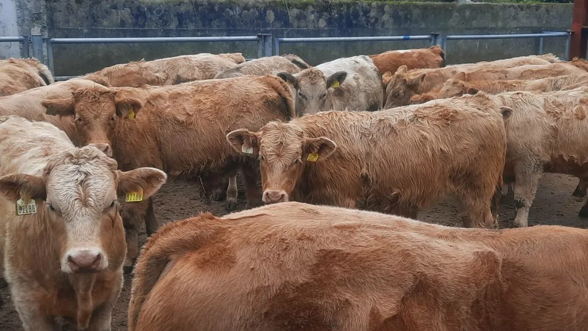 20 Charolais Bull Weanlings - Image 4