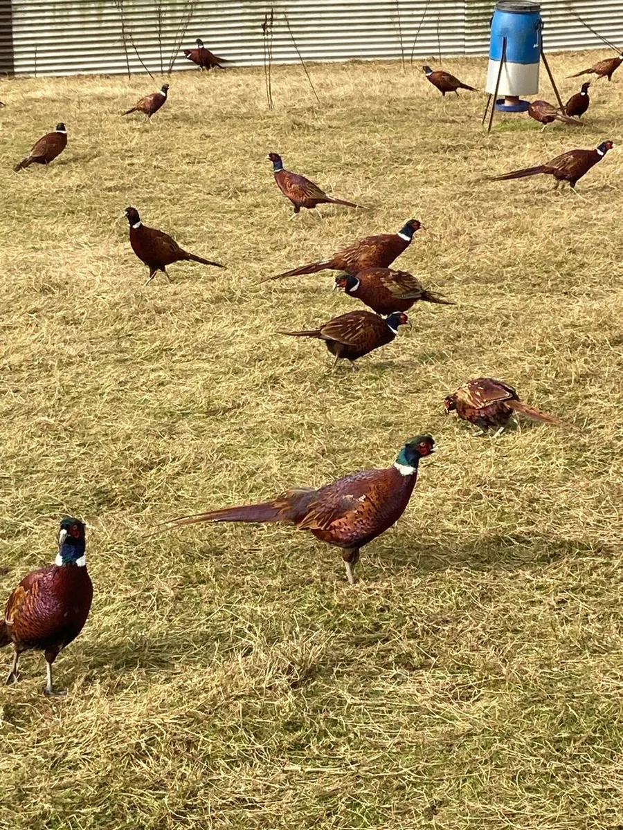Adult cock and hen pheasants - Image 1
