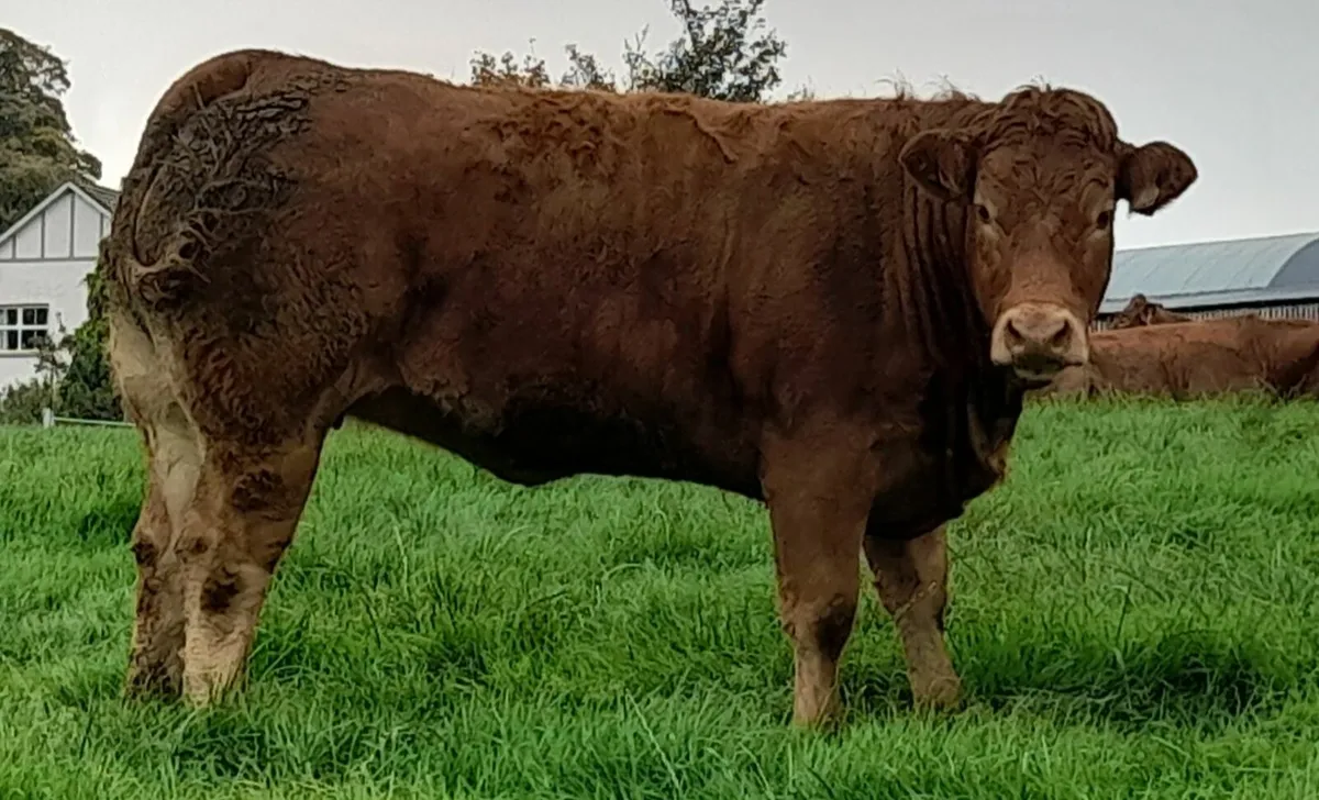 Breeding limo heifers - Image 2