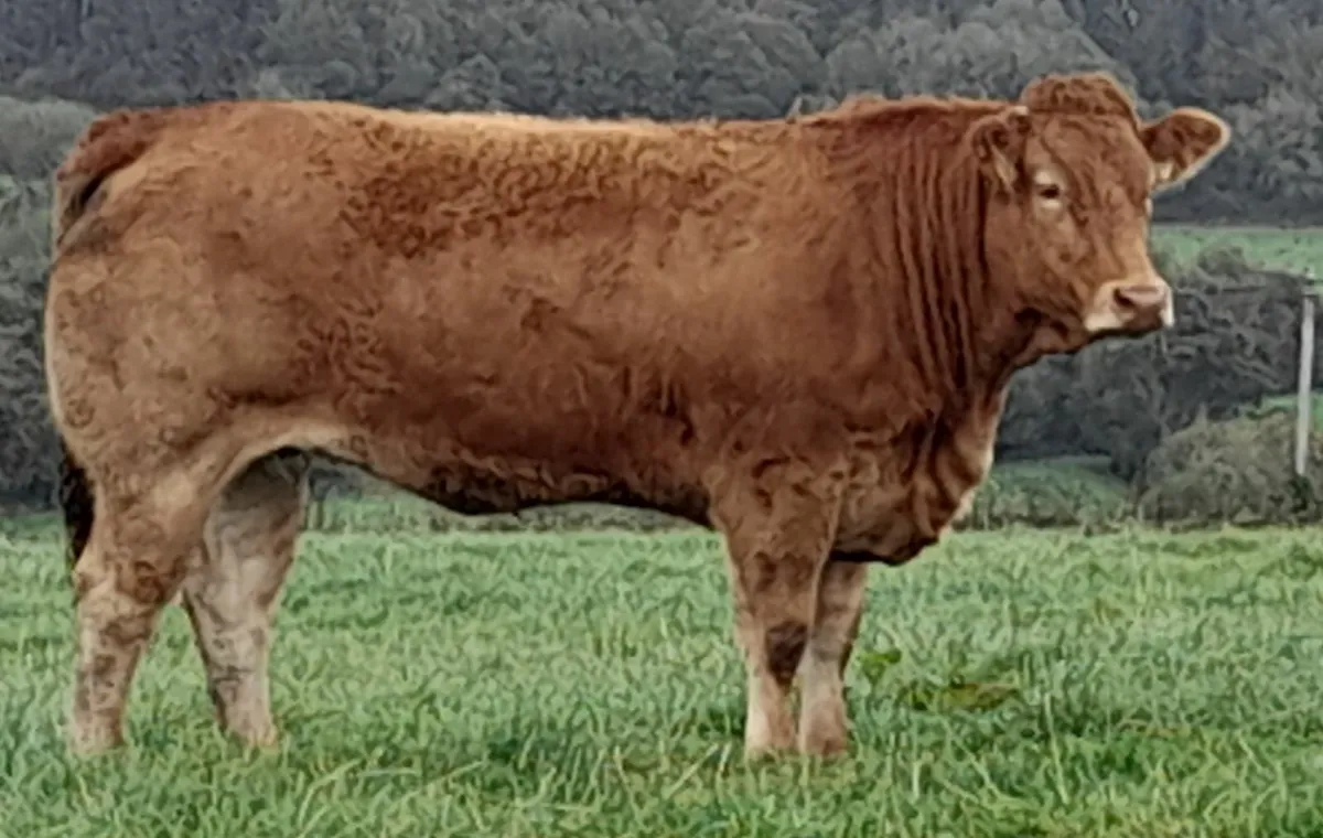 Breeding limo heifers - Image 3