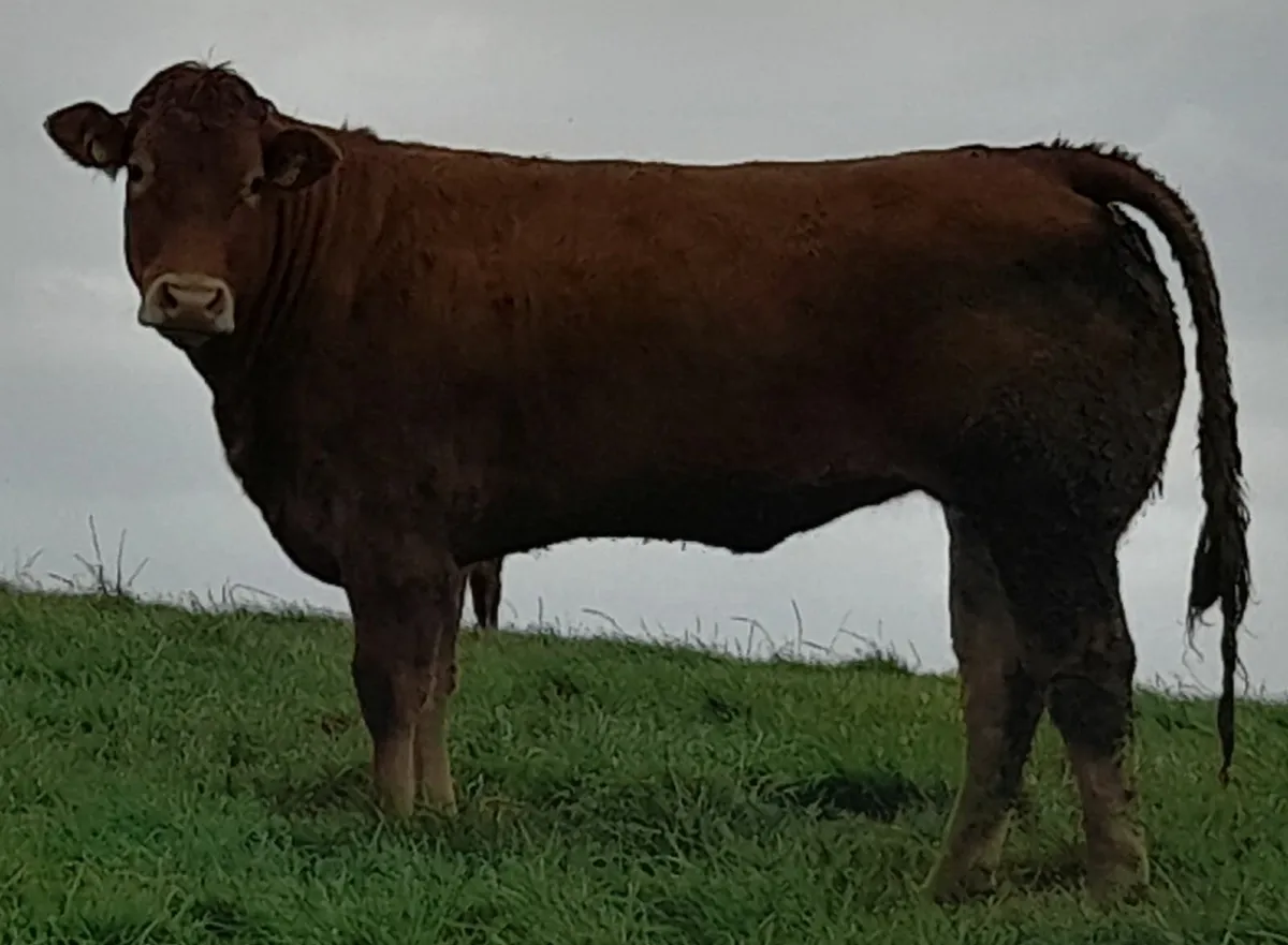 Breeding limo heifers - Image 4