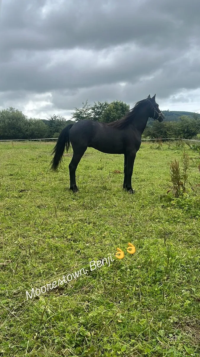 Yearling Connemara - Image 1