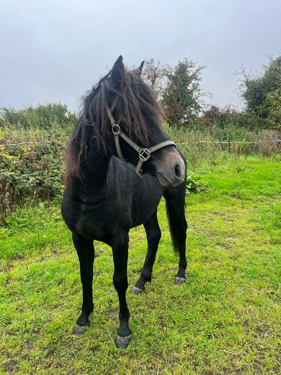 Yearling Connemara - Image 2