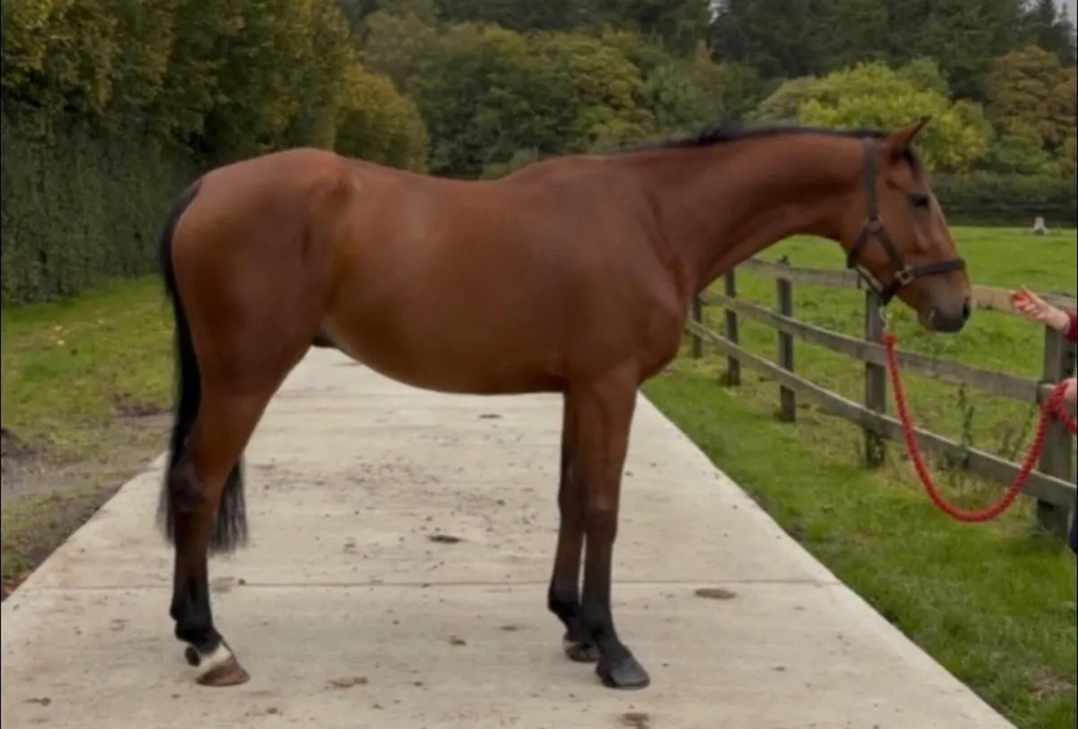 15hh rising 5y/o allrounder gelding - Image 2