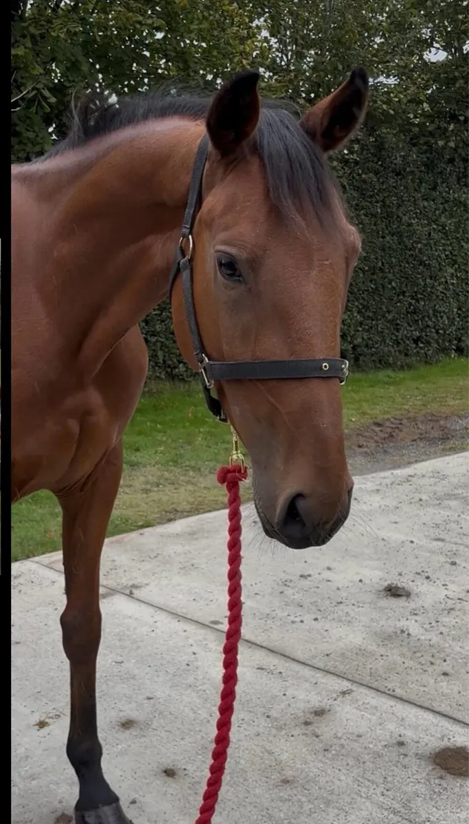 15hh rising 5y/o allrounder gelding - Image 3
