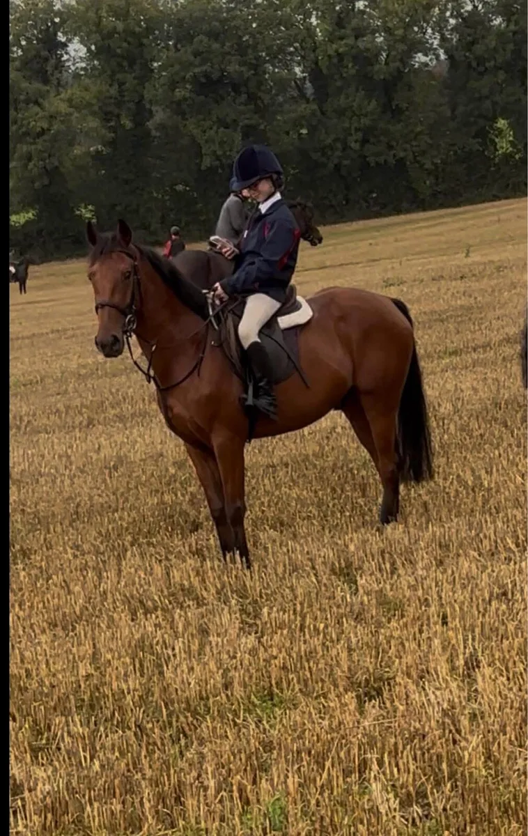 15hh rising 5y/o allrounder gelding - Image 1