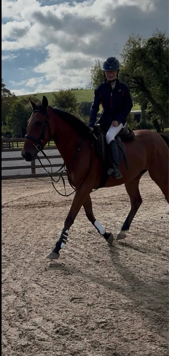 15hh rising 5y/o allrounder gelding - Image 4