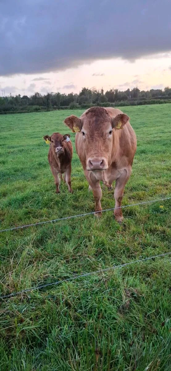 💥PBR Limousin cow..💥 - Image 1