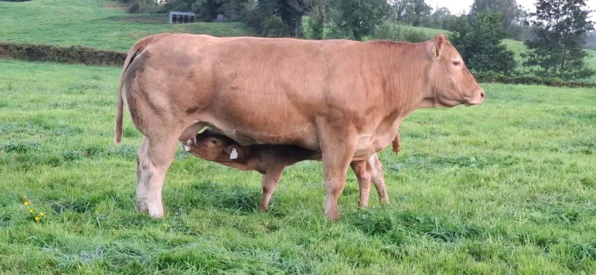 💥PBR Limousin cow..💥 - Image 2