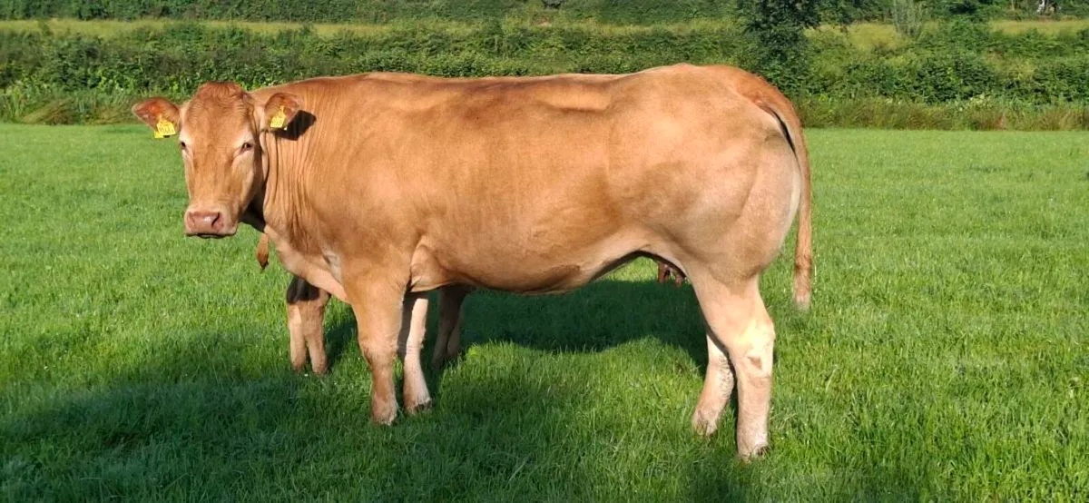 💥PBR Limousin cow..💥 - Image 3
