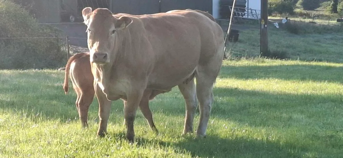 💥PBR Limousin cow..💥 - Image 4