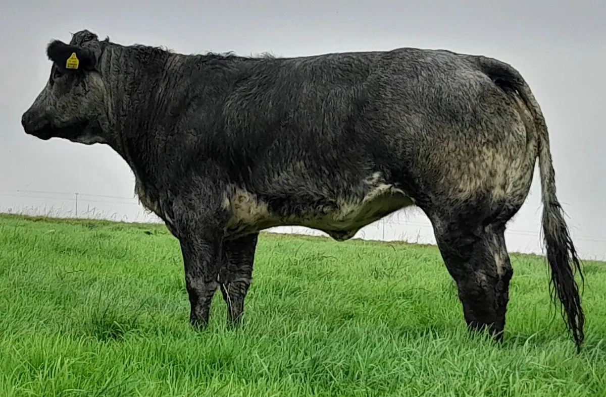 Breeding limo heifers - Image 1