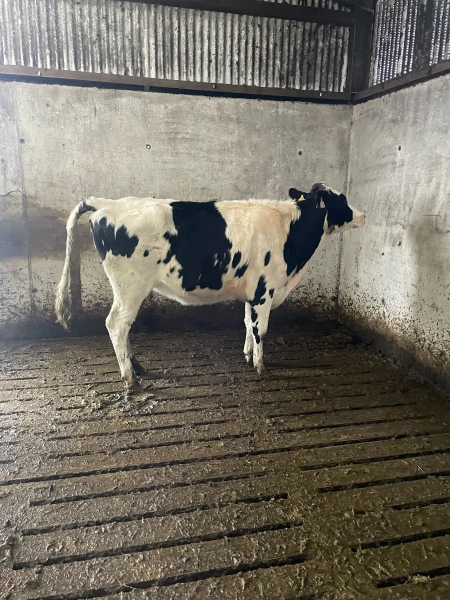 2 maiden hfrs - Image 1