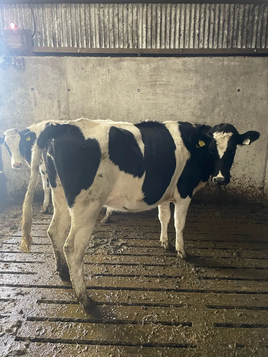 2 maiden hfrs - Image 2