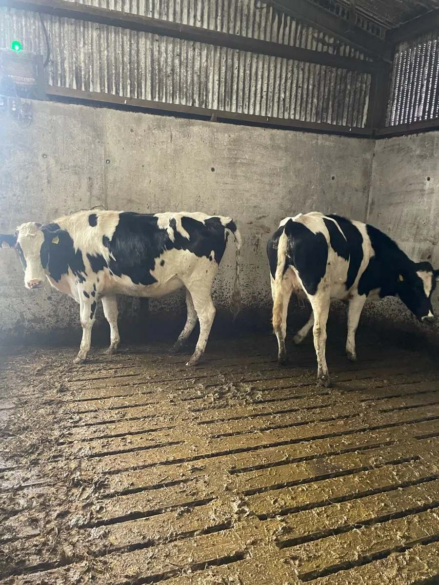 2 maiden hfrs - Image 3