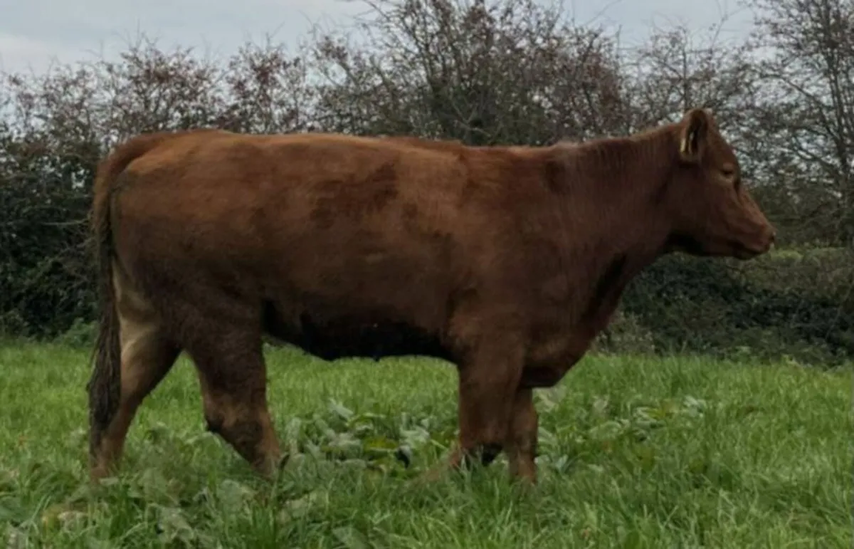 Suckler Cows and Calves - Image 2