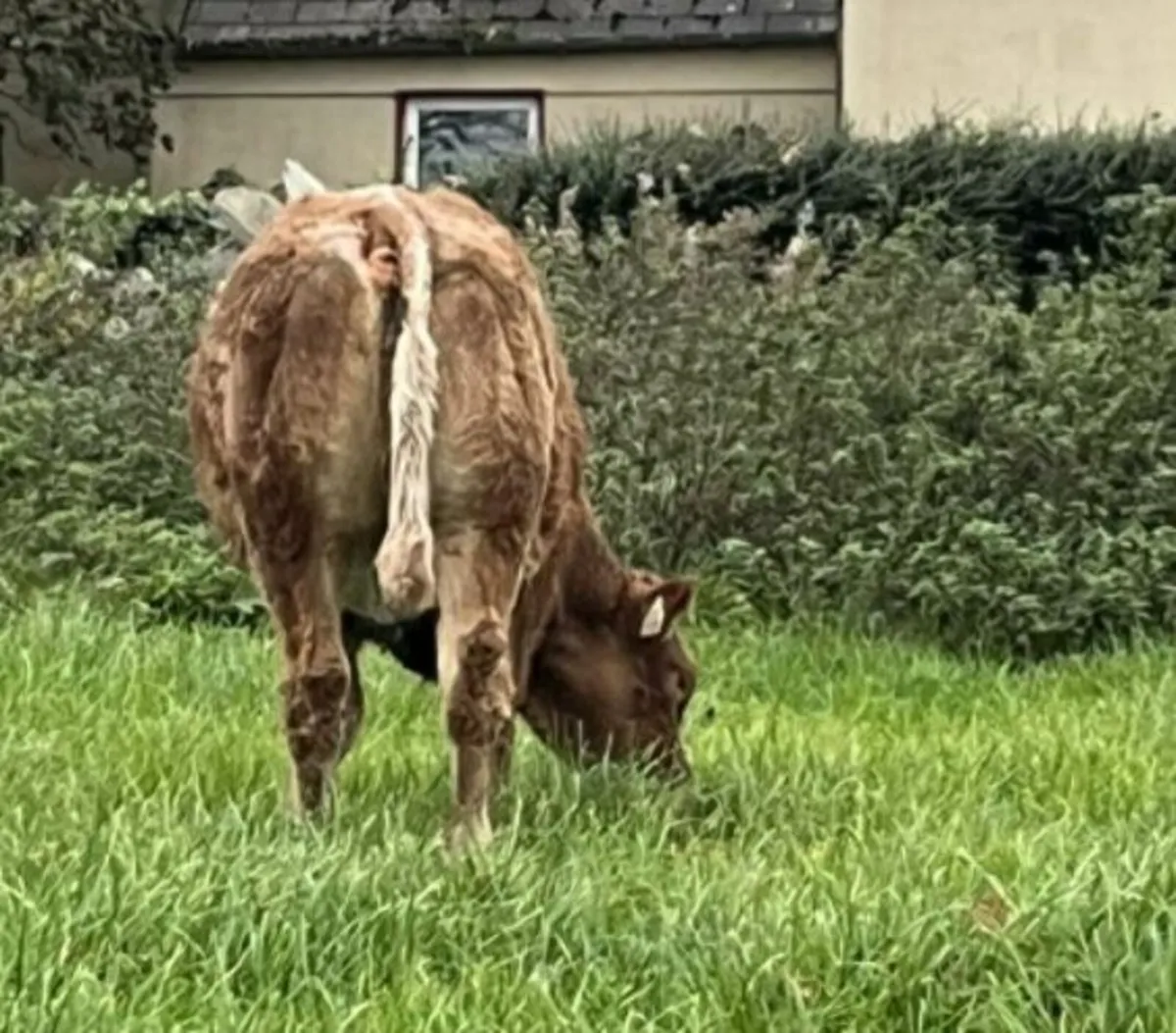 Suckler Cows and Calves - Image 3