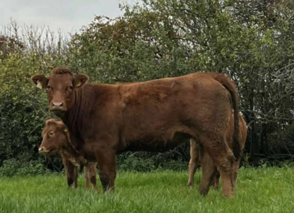 Suckler Cows and Calves - Image 4